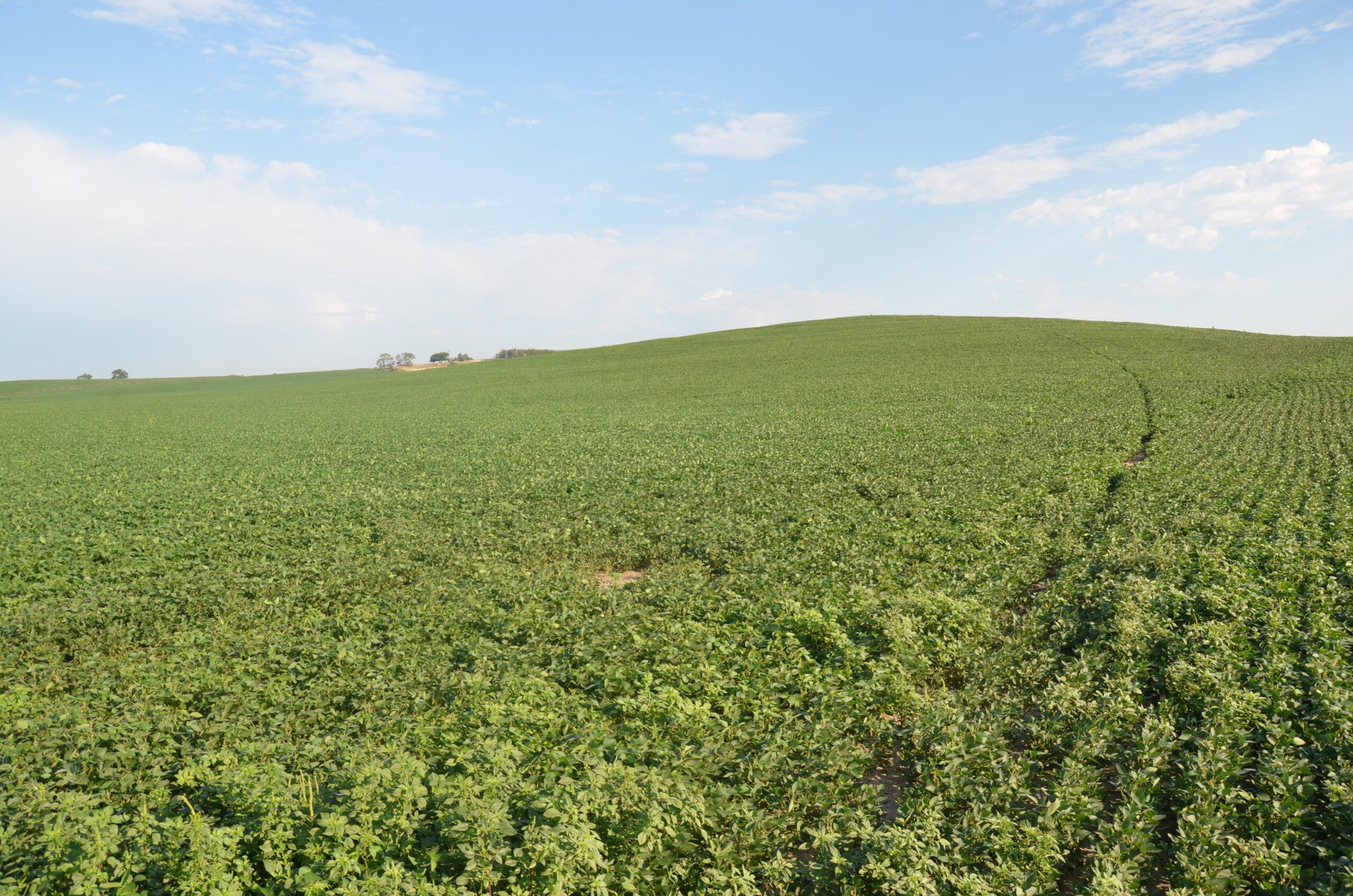 Valley County Absolute Auction On 865.91+/ Acres Of Pivot Irrigated