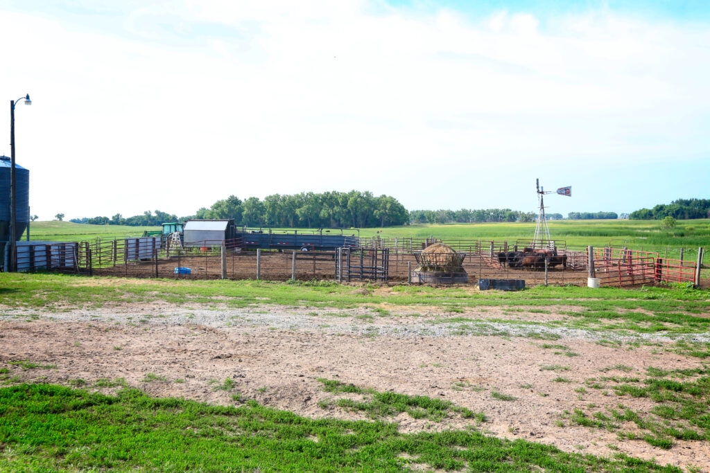 cattle yards