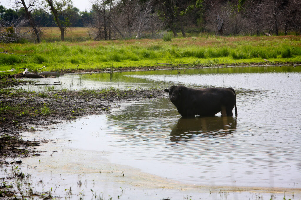 Sandhills West Ranch for Sale in Rock County, Nebraska pasture land with water