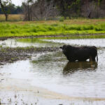 Sandhills West Ranch for Sale in Rock County, Nebraska pasture land with water