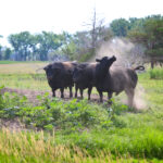 Sandhills West Ranch for Sale in Rock County, Nebraska Angus Cattle